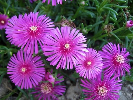 Name:  delosperma1.jpg
Views: 1030
Size:  47.0 KB