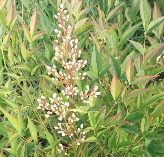 Name:  nandina.jpg
Views: 1015
Size:  73.8 KB