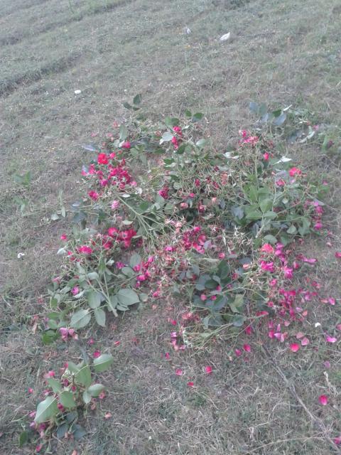 Name:  20180615_171936-min.jpg
Views: 756
Size:  75.0 KB