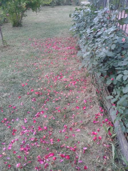 Name:  20180615_172014-min.jpg
Views: 757
Size:  73.7 KB