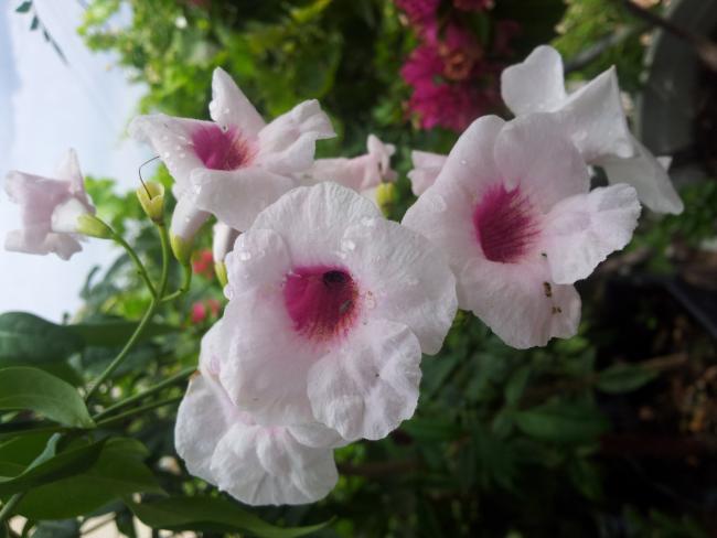 Name:  20180616_103431-min.jpg
Views: 606
Size:  35.2 KB