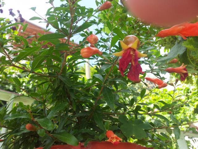 Name:  20180616_103512-min.jpg
Views: 621
Size:  70.8 KB