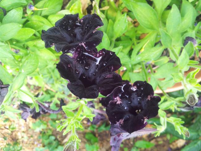 Name:  20180616_103347-min.jpg
Views: 608
Size:  56.6 KB