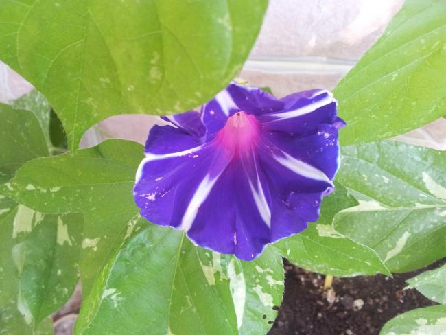 Name:  20180617_082517-min.jpg
Views: 568
Size:  42.8 KB