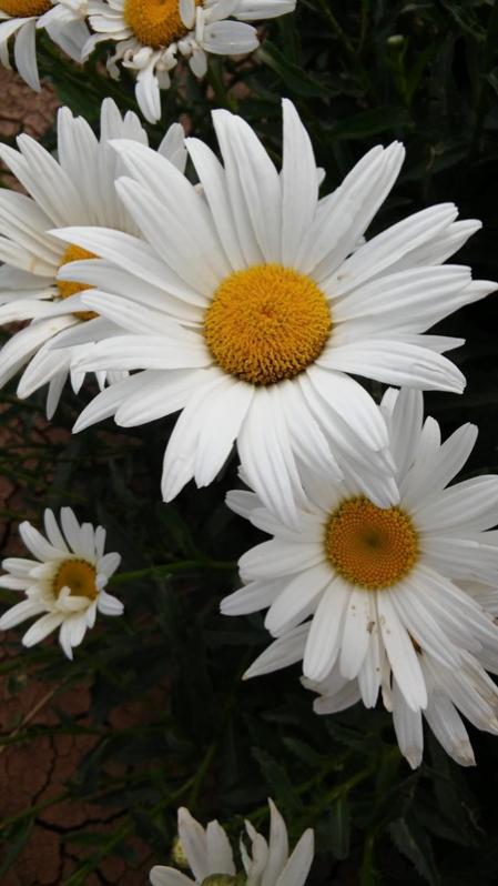 Name:  125.jpg
Views: 353
Size:  46.6 KB
