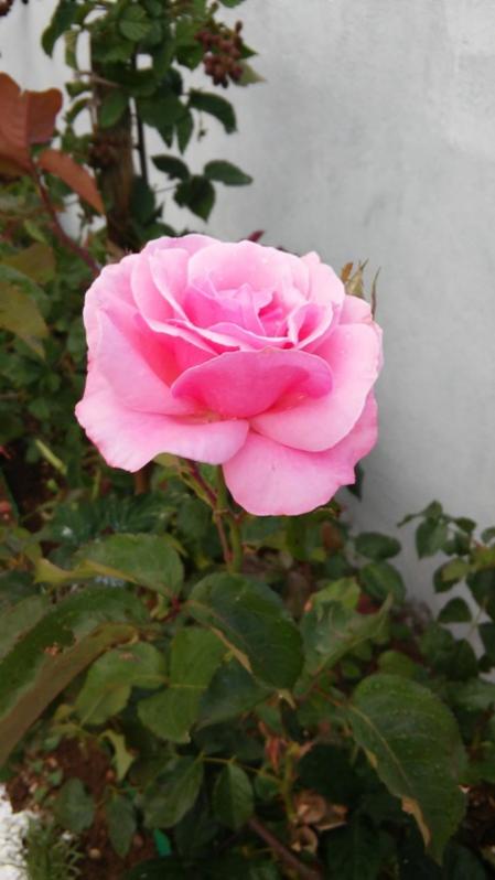 Name:  166.jpg
Views: 341
Size:  38.8 KB