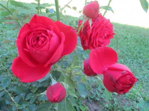 Name:  IMG_3346 (600 x 450).jpg
Views: 923
Size:  41.8 KB