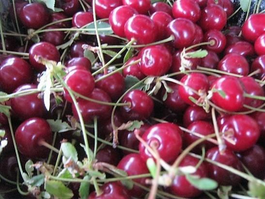 Name:  vine.jpg
Views: 952
Size:  48.0 KB