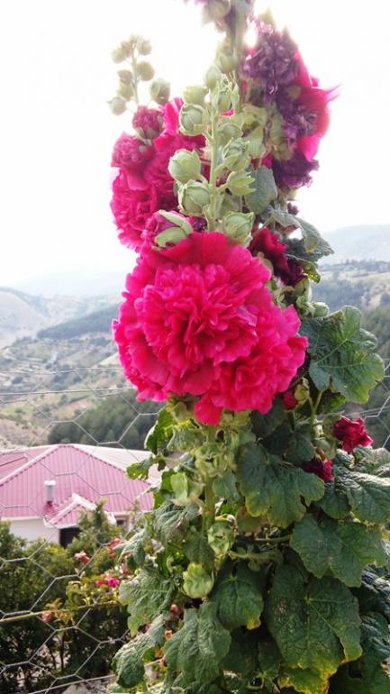 Name:  090.jpg
Views: 217
Size:  59.4 KB