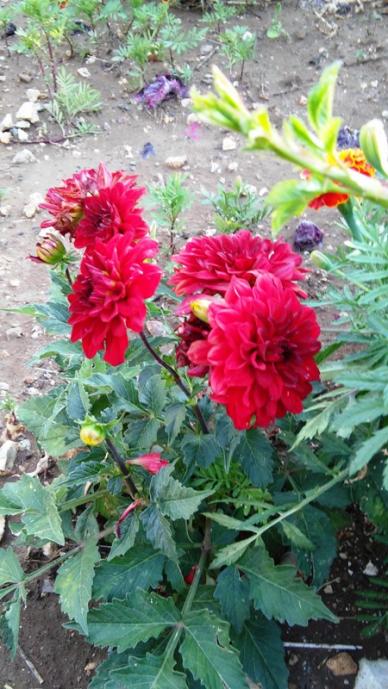 Name:  147.jpg
Views: 328
Size:  62.0 KB