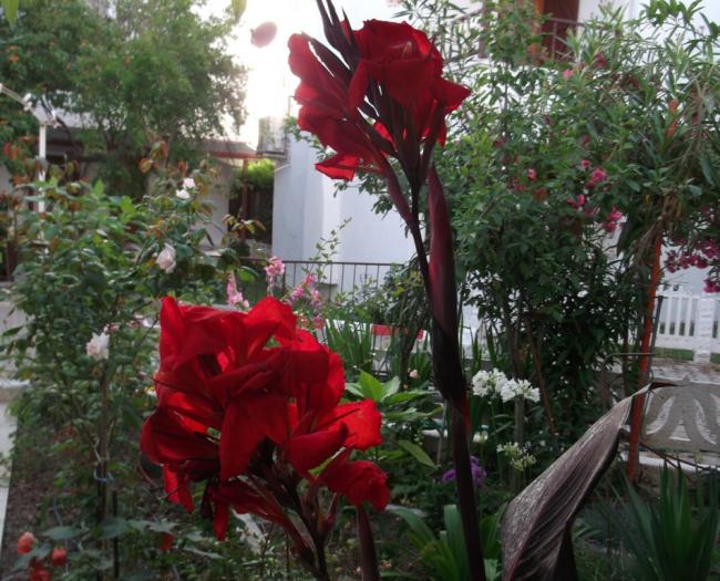 Name:  DSCF1545.jpg
Views: 564
Size:  68.9 KB