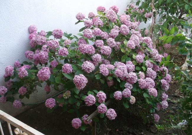 Name:  DSCF1546.jpg
Views: 582
Size:  65.4 KB
