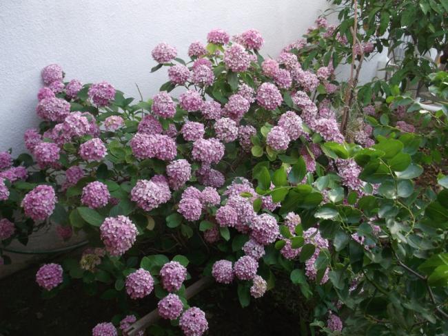 Name:  DSCF1547.jpg
Views: 577
Size:  67.6 KB