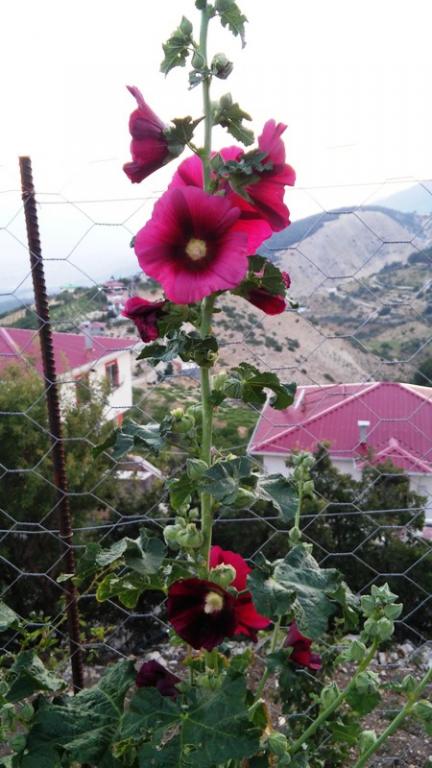 Name:  046.jpg
Views: 244
Size:  57.4 KB