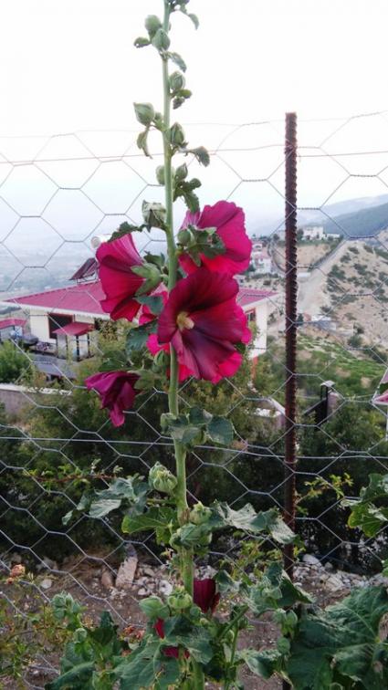 Name:  047.jpg
Views: 247
Size:  60.3 KB