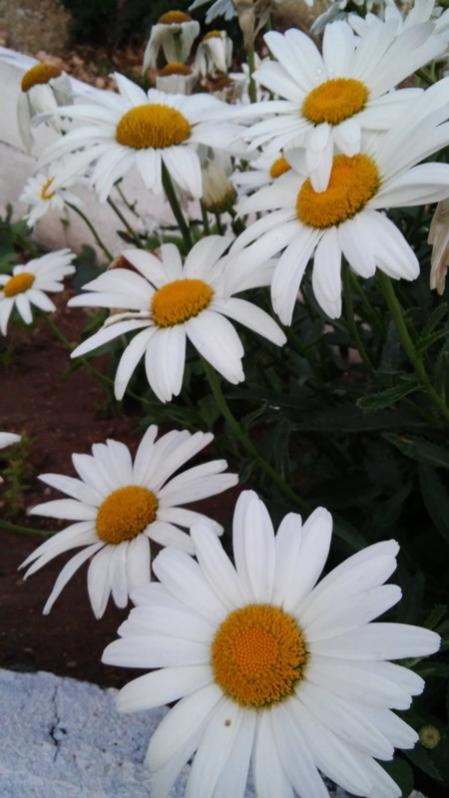 Name:  089.jpg
Views: 254
Size:  47.8 KB