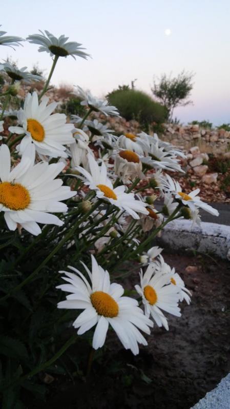 Name:  090.jpg
Views: 262
Size:  49.3 KB