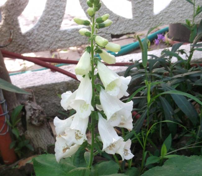 Name:  DSCF1589.jpg
Views: 529
Size:  55.3 KB