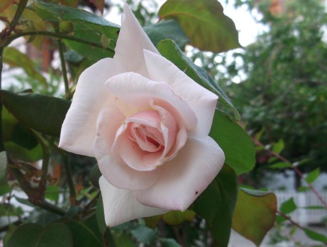 Name:  DSCF1565.jpg
Views: 530
Size:  36.1 KB