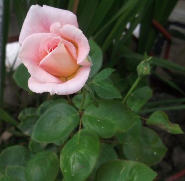 Name:  DSCF1561.jpg
Views: 512
Size:  33.2 KB