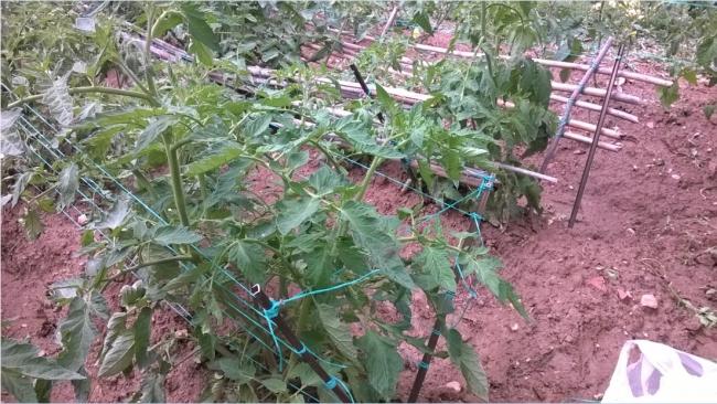 Name:  24.06.2018 -domates oturak dzenleme 3.jpg
Views: 650
Size:  66.7 KB