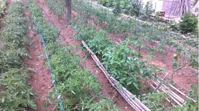 Name:  24.06.2018 -domates oturak dzenleme 2.jpg
Views: 636
Size:  70.4 KB