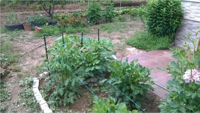 Name:  25.06.2018 - dahliya dzenleme.jpg
Views: 618
Size:  64.0 KB
