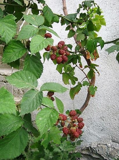 Name:  dikensiz brtlen.jpg
Views: 849
Size:  65.2 KB
