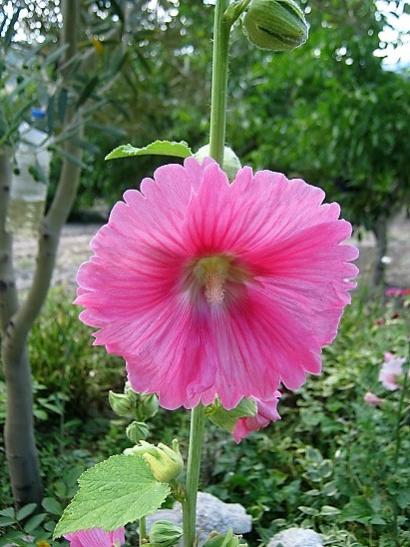 Name:  hatmi.jpg
Views: 883
Size:  46.3 KB