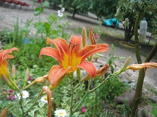 Name:  gn gzeli.jpg
Views: 845
Size:  45.2 KB