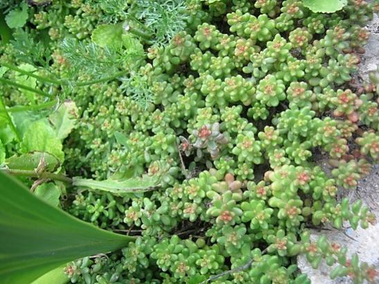 Name:  sedum--.jpg
Views: 880
Size:  60.5 KB