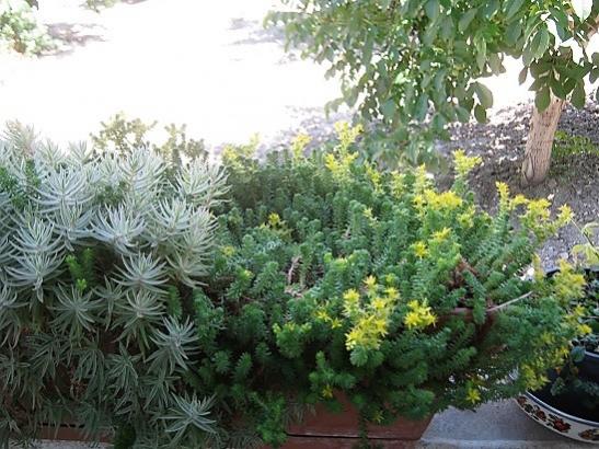 Name:  sedum-----.jpg
Views: 846
Size:  56.9 KB
