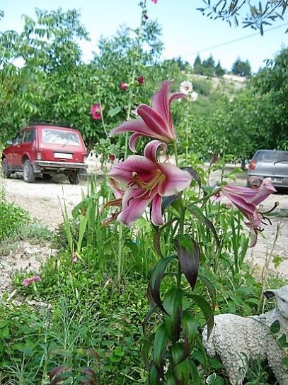 Name:  lilium-.jpg
Views: 845
Size:  67.8 KB