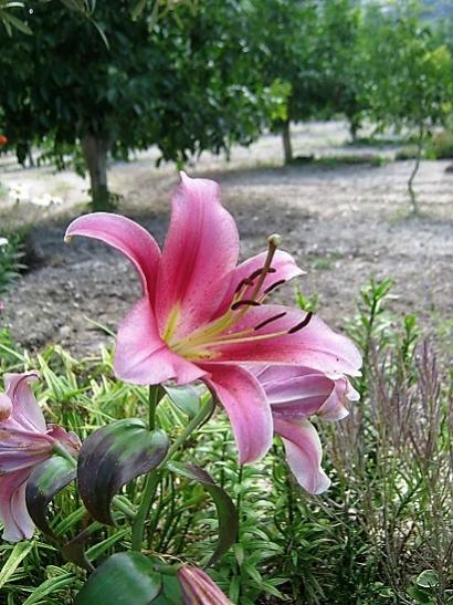 Name:  lilium.jpg
Views: 860
Size:  54.0 KB