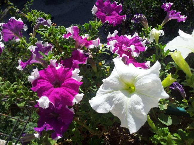 Name:  20180704_082431-min.jpg
Views: 710
Size:  70.0 KB