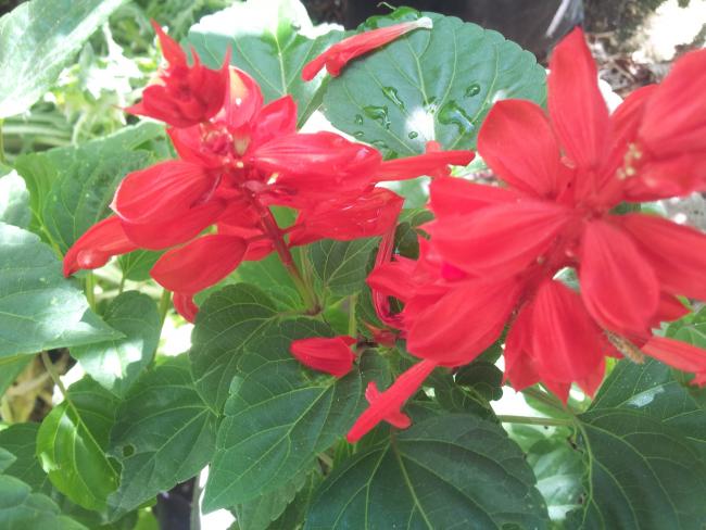 Name:  20180704_085747-min.jpg
Views: 723
Size:  49.1 KB