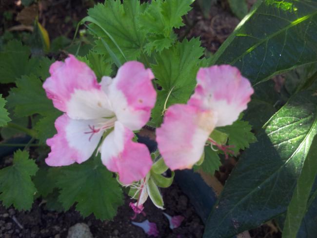 Name:  20180704_090814-min.jpg
Views: 686
Size:  37.9 KB