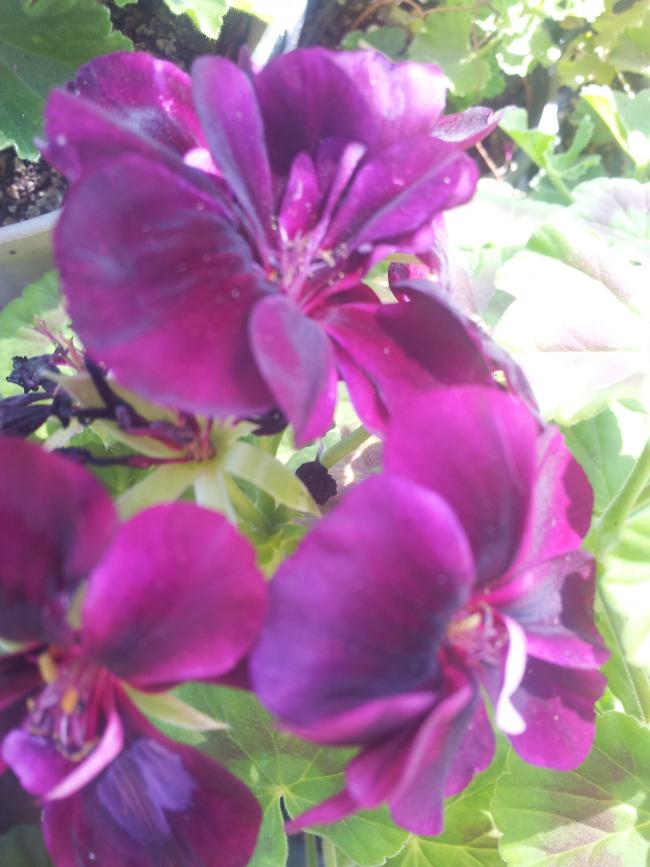 Name:  20180704_102058-min.jpg
Views: 698
Size:  61.2 KB