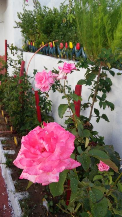 Name:  096.jpg
Views: 390
Size:  57.2 KB