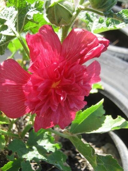 Name:  katmerli hatmi.jpg
Views: 635
Size:  41.3 KB