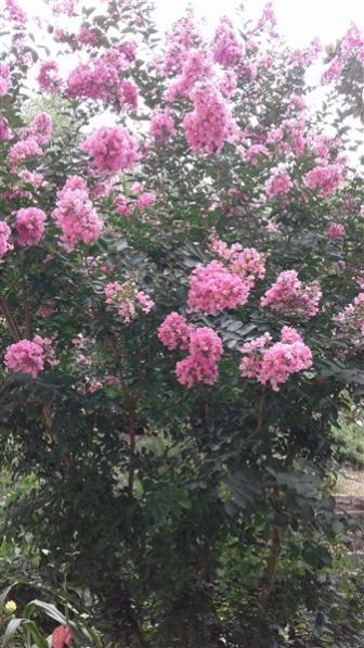 Name:  20180718_112103 (337 x 599).jpg
Views: 1130
Size:  50.6 KB