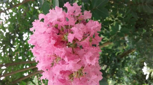 Name:  20180718_112116 (600 x 337).jpg
Views: 1094
Size:  37.0 KB