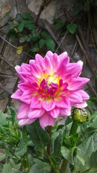 Name:  20180718_112351 (337 x 599) - Kopya.jpg
Views: 1091
Size:  35.6 KB