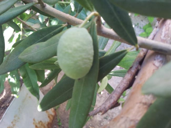 Name:  20180722_090418-min.jpg
Views: 561
Size:  36.0 KB