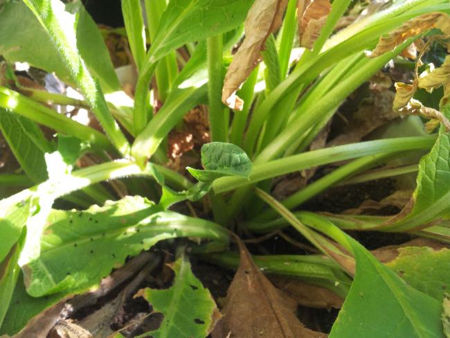 Name:  20180722_091141-min.jpg
Views: 557
Size:  52.6 KB