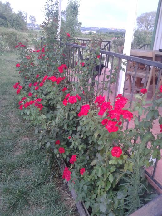 Name:  20180725_175942-min.jpg
Views: 1359
Size:  74.6 KB