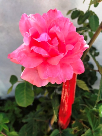 Name:  ba resimleri 189.JPG
Views: 307
Size:  55.6 KB