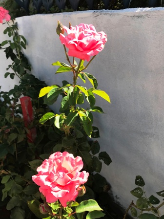 Name:  ba resimleri 191.JPG
Views: 305
Size:  69.5 KB