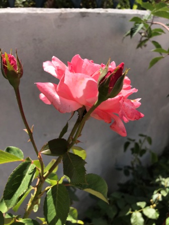 Name:  038.JPG
Views: 276
Size:  57.3 KB