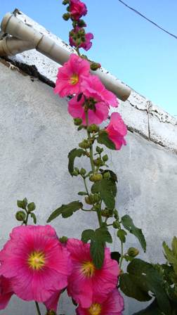 Name:  079.JPG
Views: 262
Size:  26.2 KB